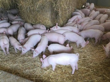 Ferme du Petit Rocher