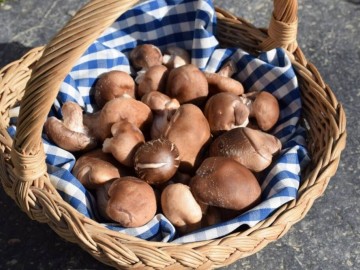 © Les Champignons de Froid-Fonds