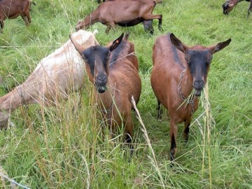 Famille Ory