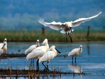 Parc naturel régional de Brière