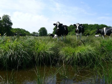 Parc naturel régional de Brière