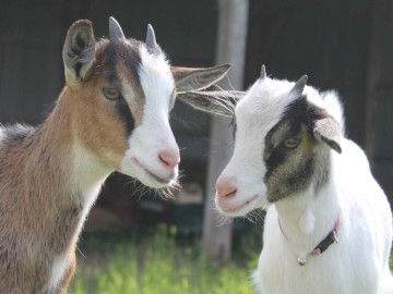 Ferme la carav'âne