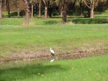 Ville d'Angers - Direction Parcs Jardins et Paysages