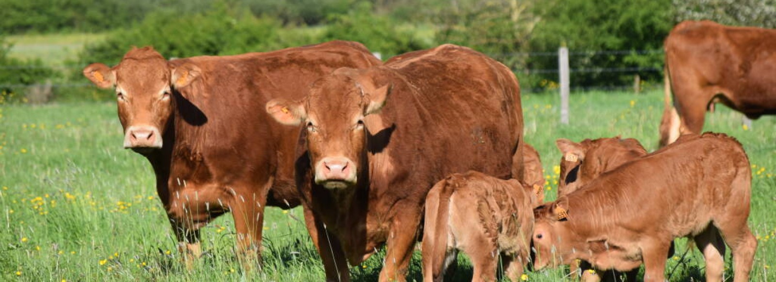 Aire de stationnement a la ferme