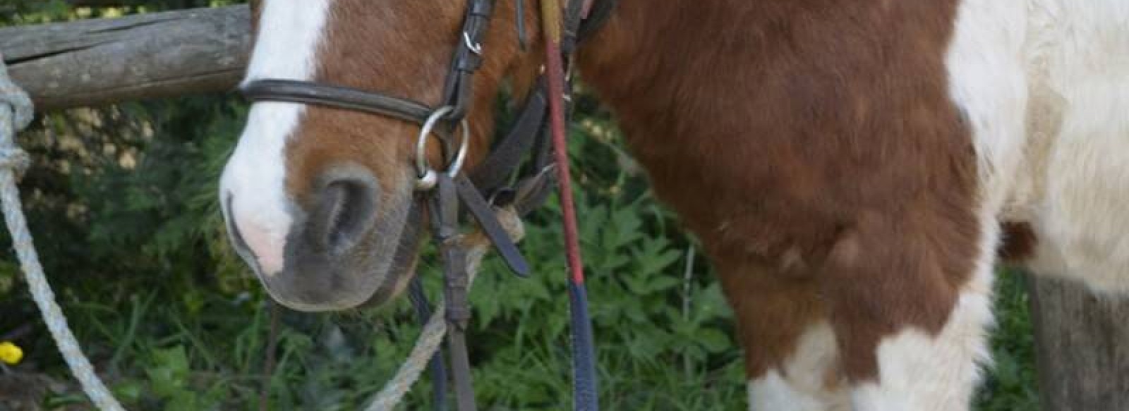 Balade a poneys - Club Hippique du Havre de Vie