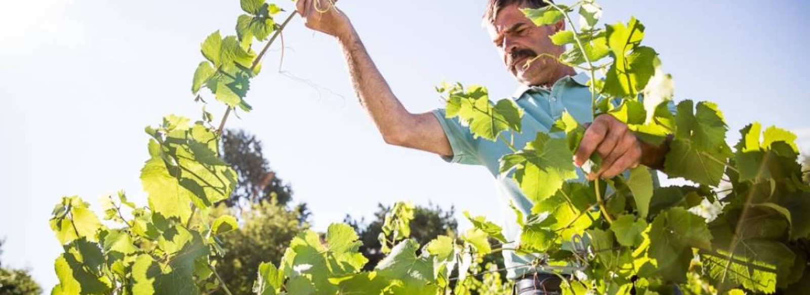 Domaine Landron Chartier