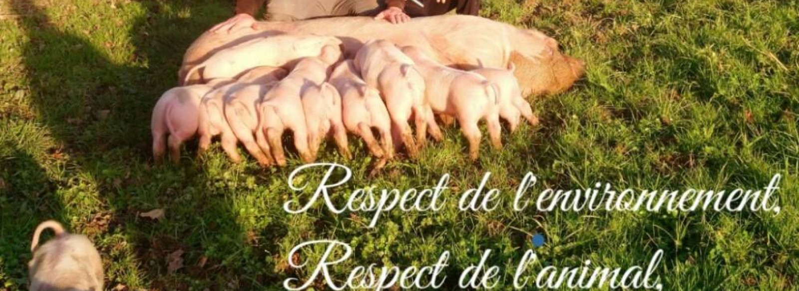 LA FERME DES COCHONS D'ANTAN