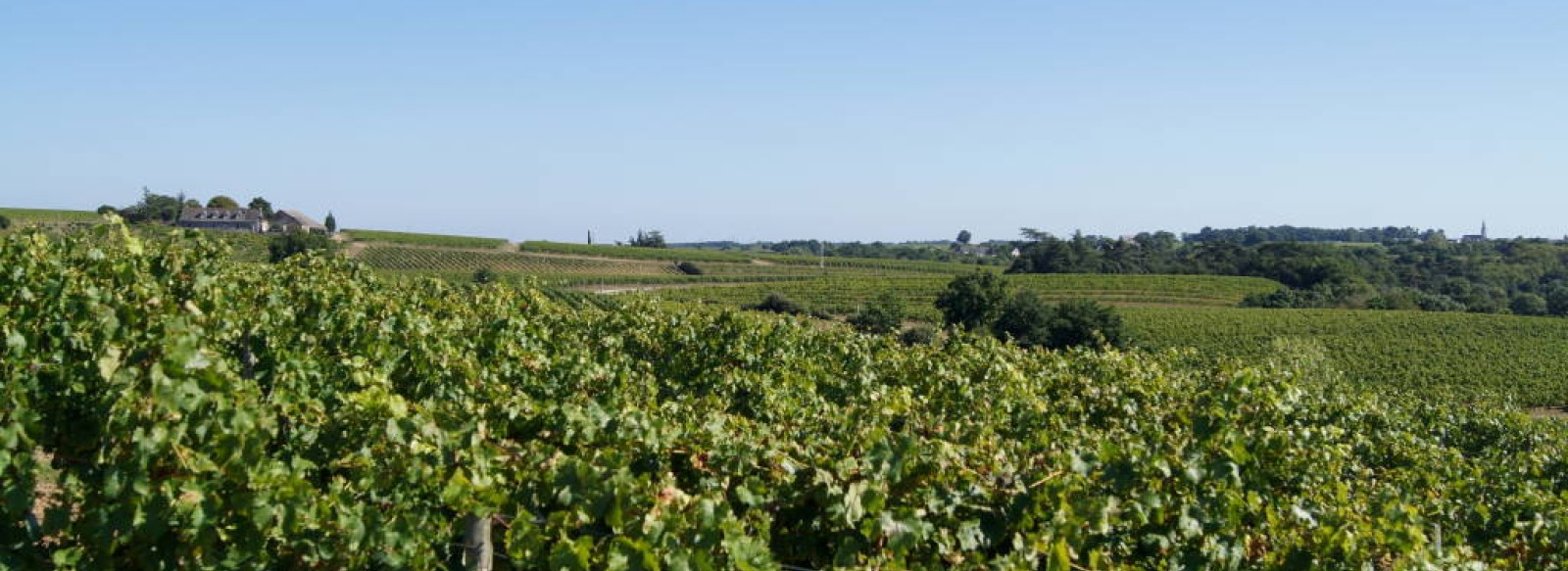 DOMAINE DE LA PETITE CROIX