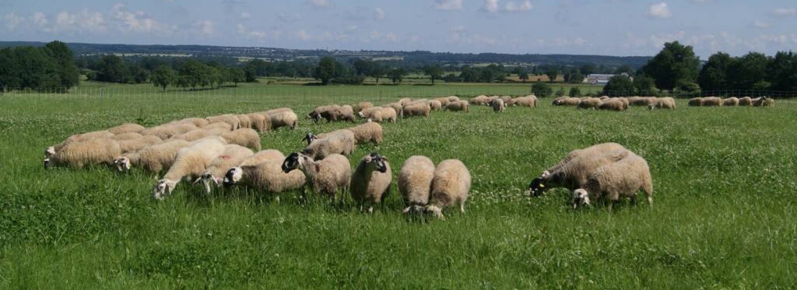 LA FERME AUX 5 CHEMINS