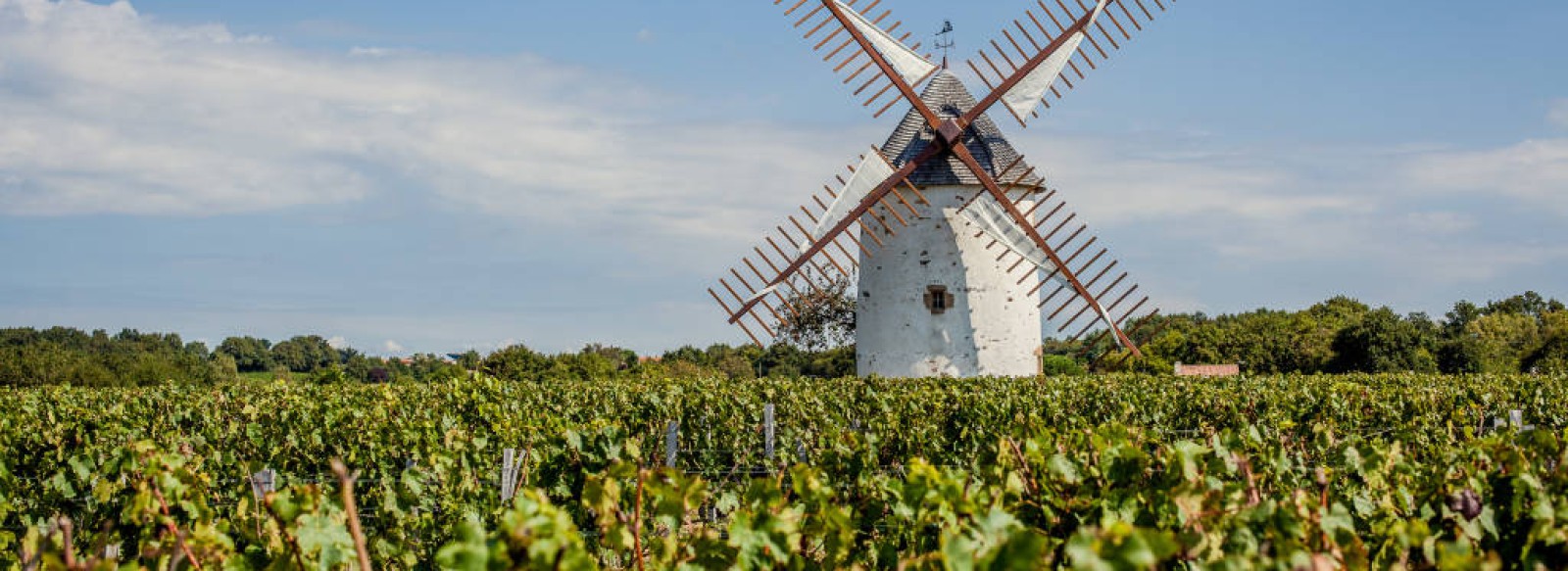 Sentier pedestre Les Vignes et la Vallee de l'Yon