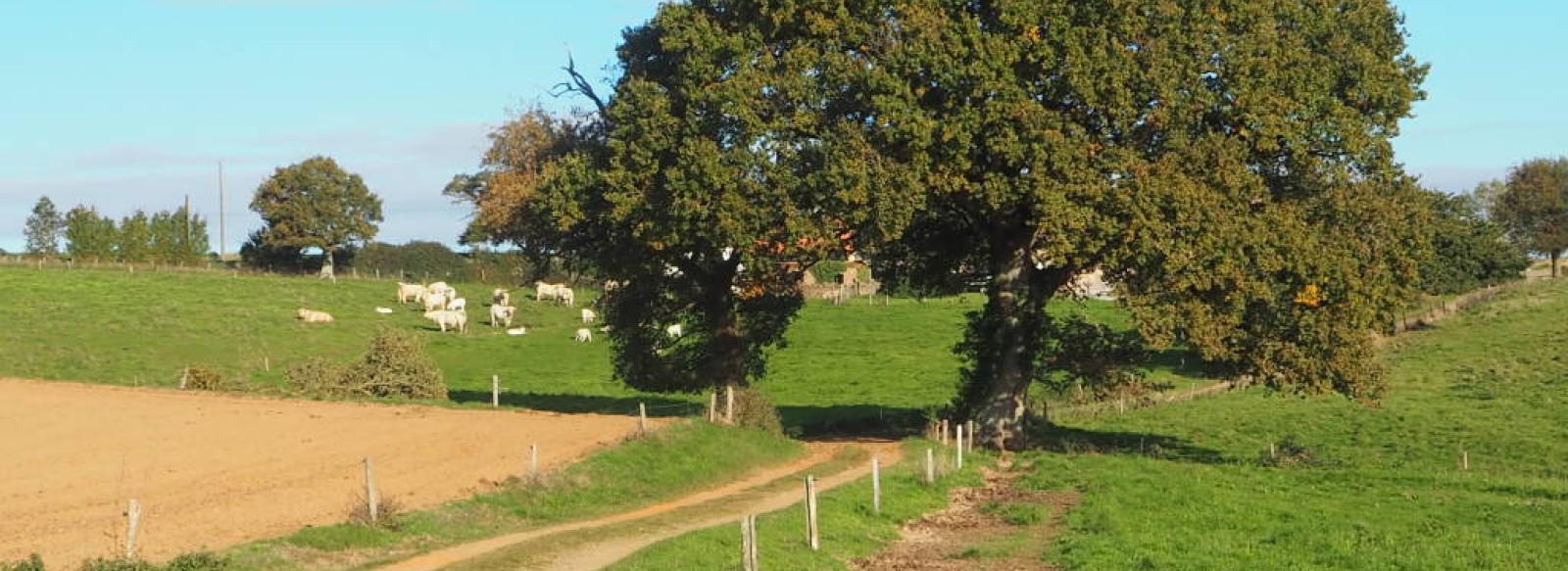 SENTIER LE GRAND CHENE