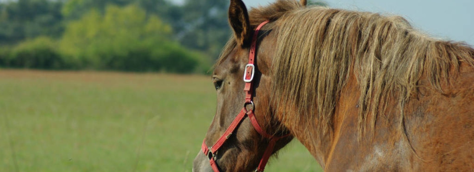 Boucle equestre du Brivet