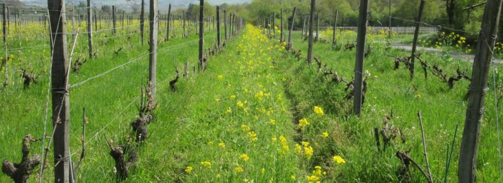 Les Vignes selon Val