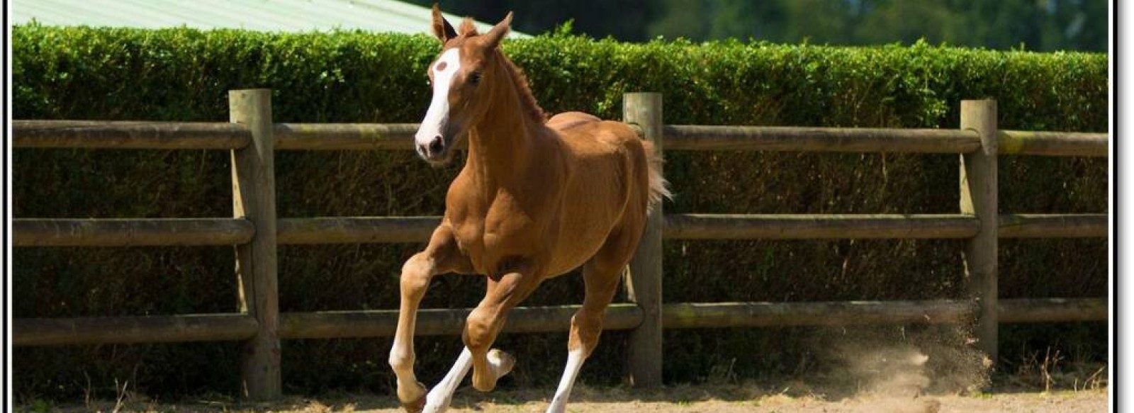 LES ECURIES D'OREPERE - CENTRE EQUESTRE