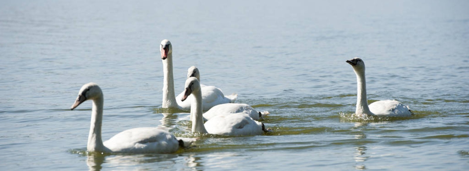 Observatoire ornithologique du lac de Vioreau