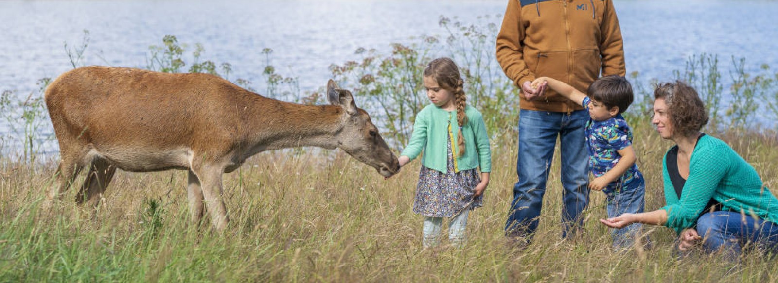 LES CERFS DE LA FARDELLIERE