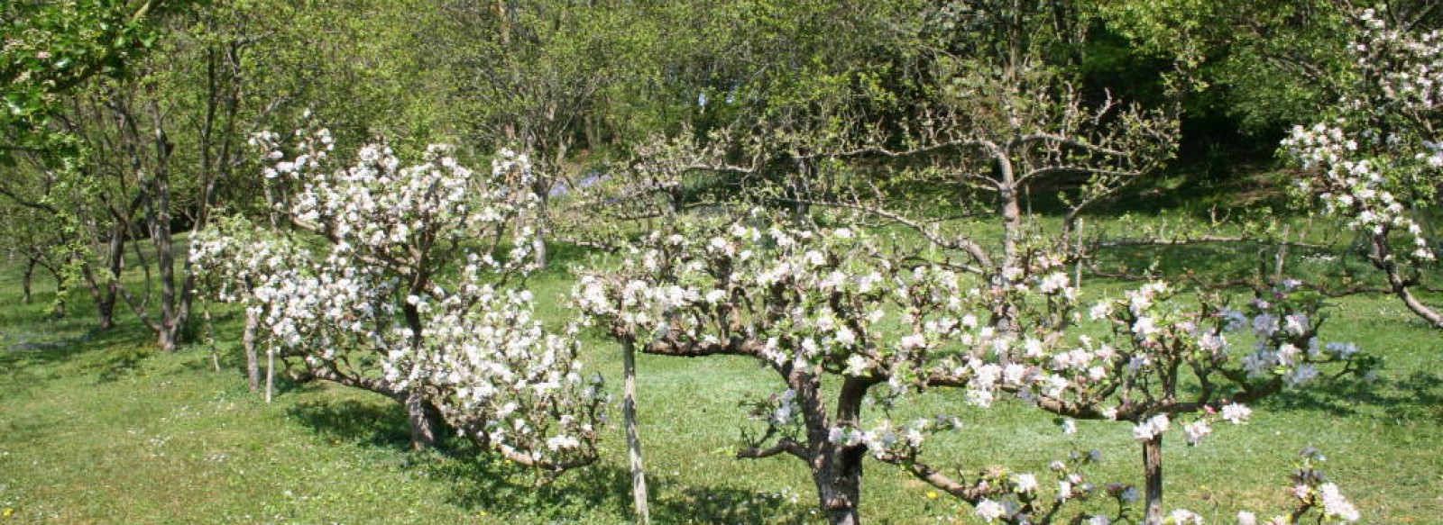 Arboretum du Tuffeau