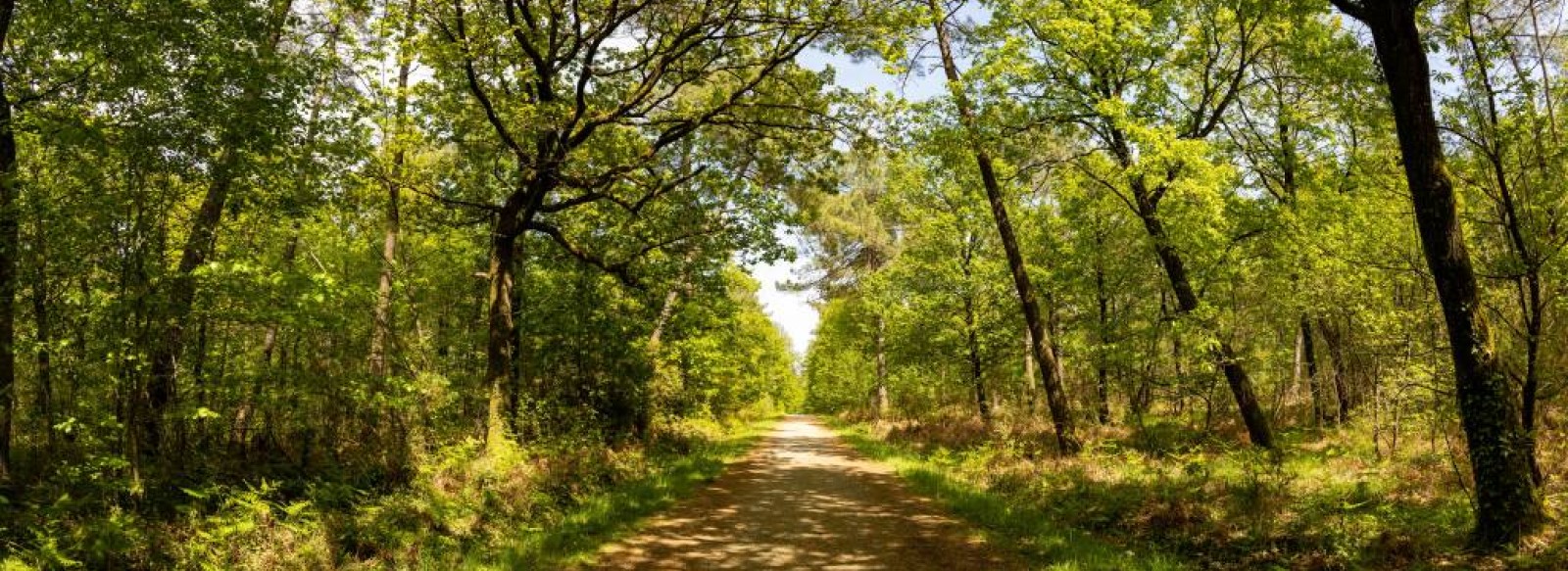 LA FORET DOMANIALE  DE L' HERBERGEMENT